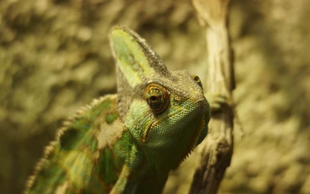 Caméléon casqué du Yemen - L'histoire du ZooParc