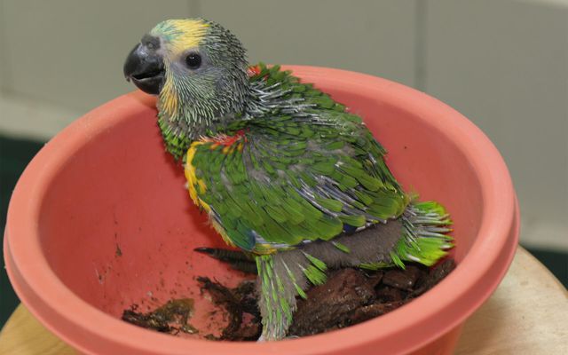 Bébé amazone à front bleu - L'histoire du ZooParc