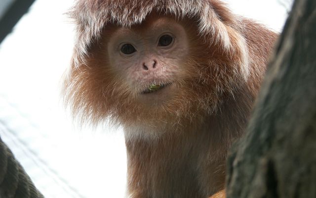 Langur de Java - L'histoire du ZooParc