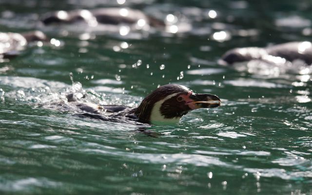 Manchot de Humboldt - L'histoire du ZooParc