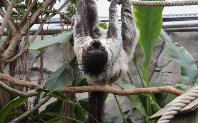 Paresseux à deux doigts - L'histoire du ZooParc