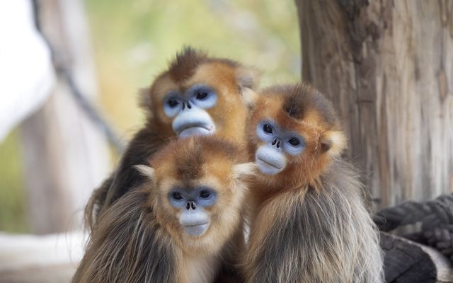 Année 2025 - Histoire - ZooParc de Beauval