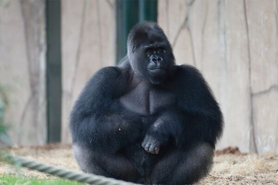 Euro, un nouveau dos argenté pour écrire la suite de l’histoire