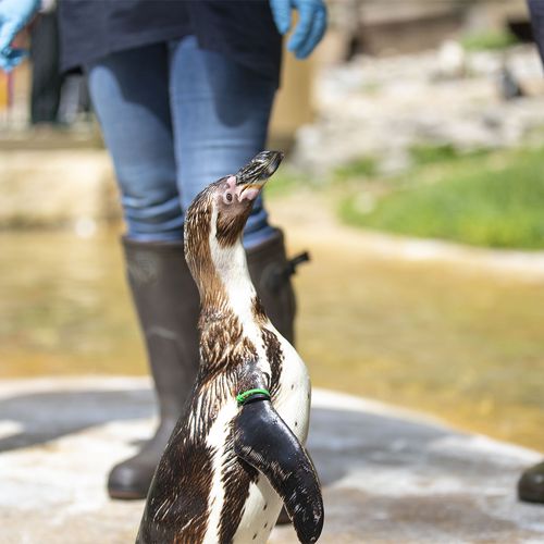 Rencontre avec les manchots de Humboldt