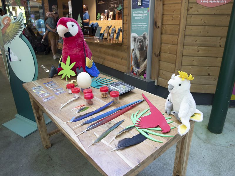 Activité journée mondiale du perroquet - Maison Beauval Nature - ZooParc de Beauval