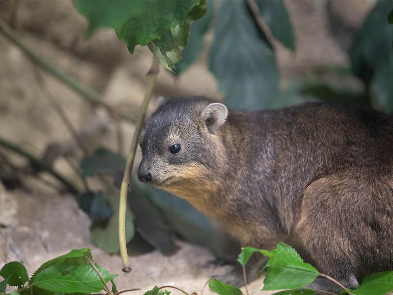 Daman des rochers - Les animaux de La Terre des Lions - ZooParc de Beauval