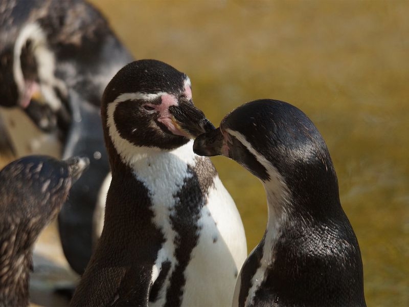 Groupe manchots de Humboldt - Les animaux de L'Allée Historique - ZooParc de Beauval