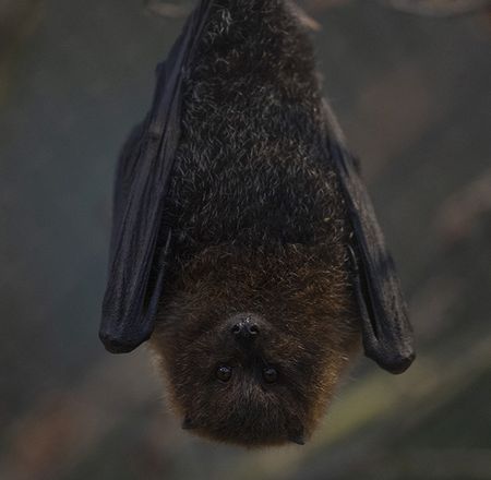Les chauves-souris - Animation - Activité du ZooParc de Beauval