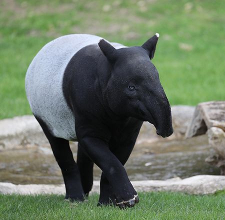 Territoire de la plaine asiatique - Tapir malais - Animations pédagogiques - ZooParc de Beauval