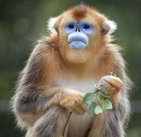 Animation singes dorés - Pédagogie - ZooParc de Beauval