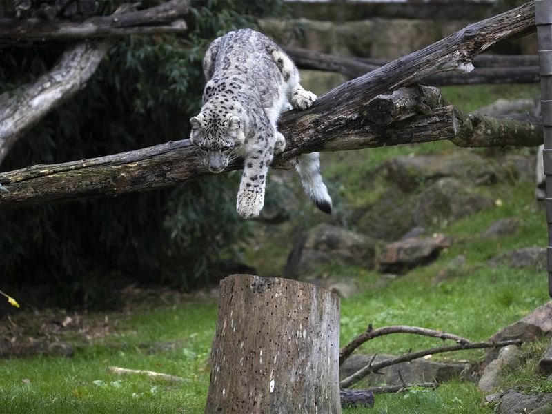 Des animaux actifs - Venir en famille - Saison automne - ZooParc de Beauval