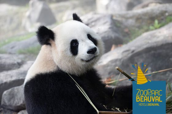 C’est la saison des anniversaires chez les pandas