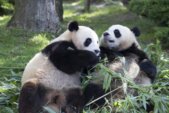 Bel anniversaire à Huanlili et à Yuandudu : 2 bougies&nbsp;!