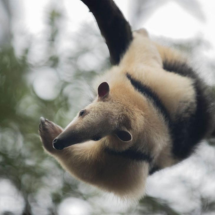 Tamandua - Espace presse - ZooParc de Beauval