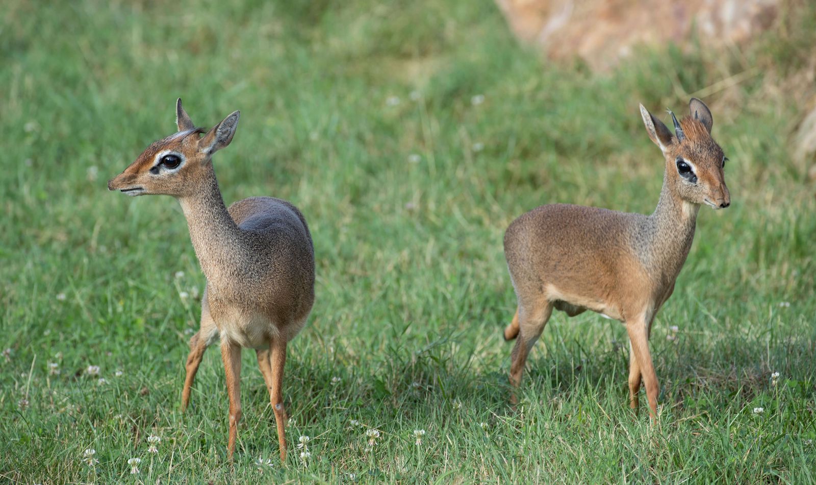 Dik-dik - Consulter l'espace presse - ZooParc de Beauval