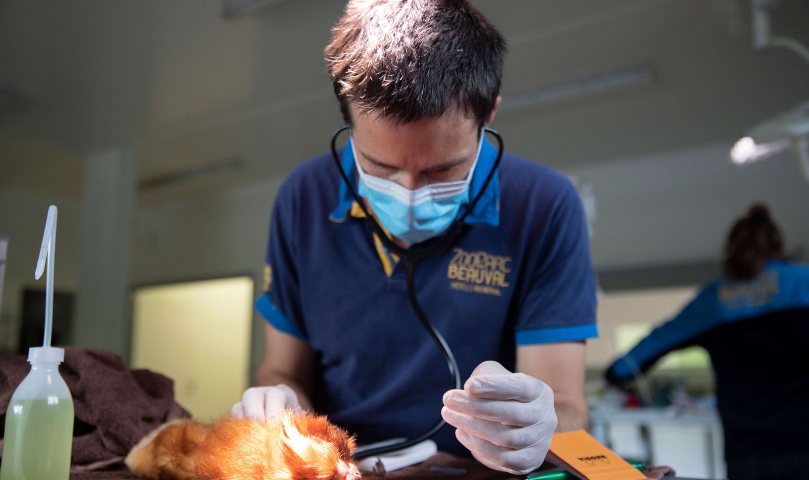 Clinique vétérinaire et centre de recherche - Opération vétérinaire - ZooParc de Beauval