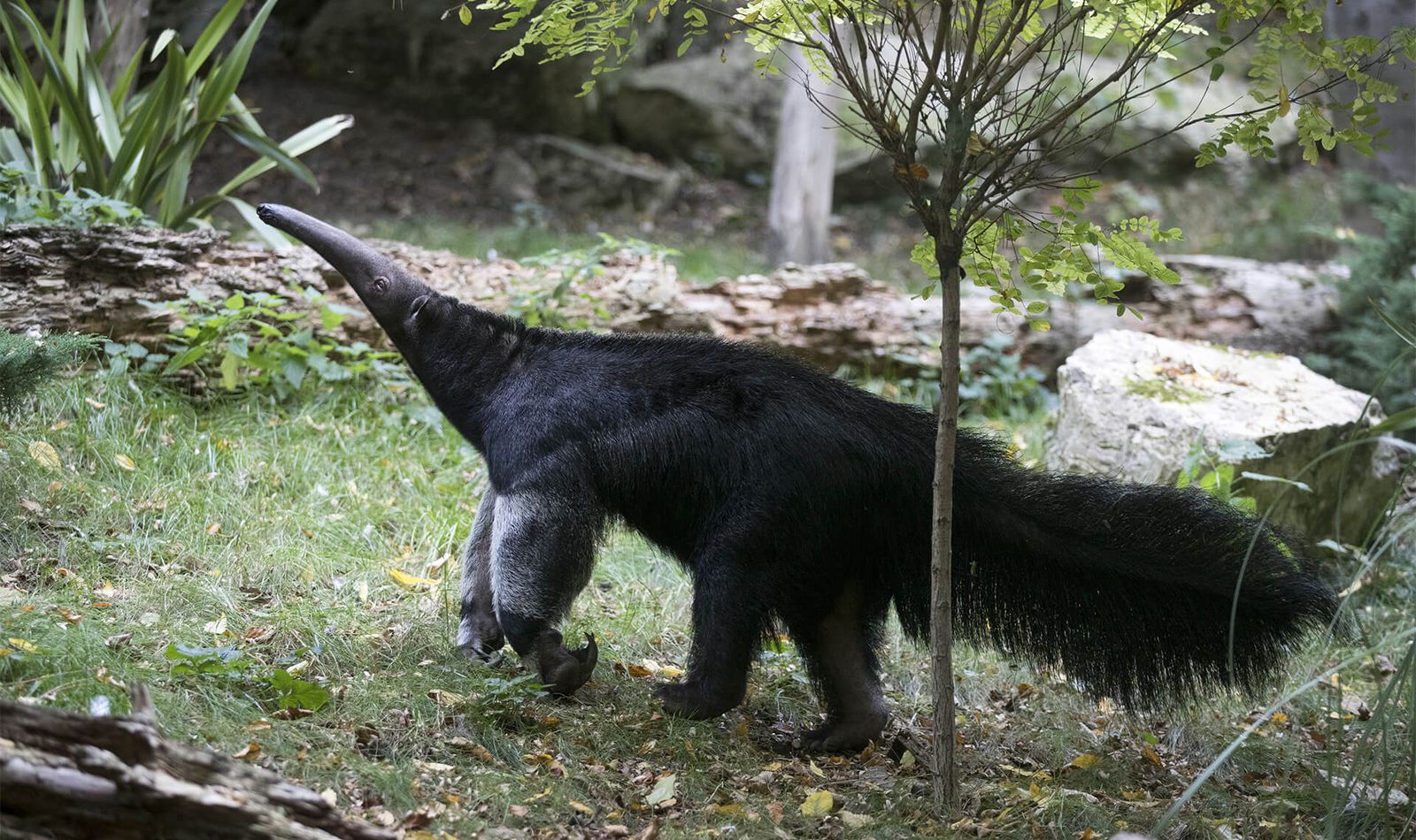 Beauval Nature - Programmes de conservation - ZooParc de Beauval