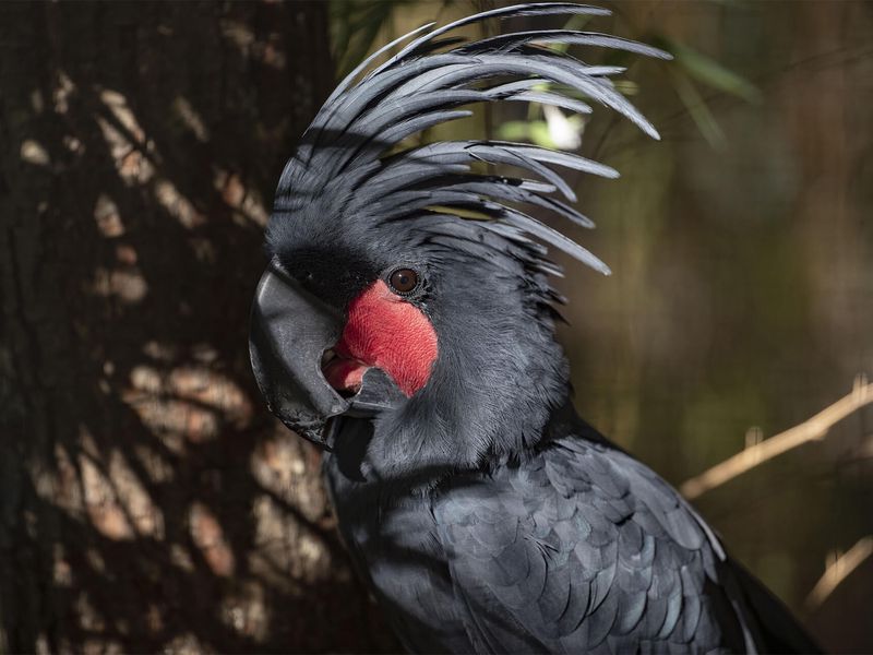Microglosse - Animaux extraordinaires du ZooParc