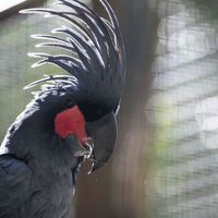 Microglosse - Animaux extraordinaires du ZooParc