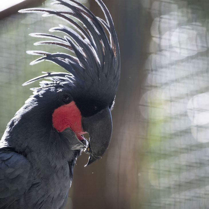 Microglosse - Animaux extraordinaires du ZooParc