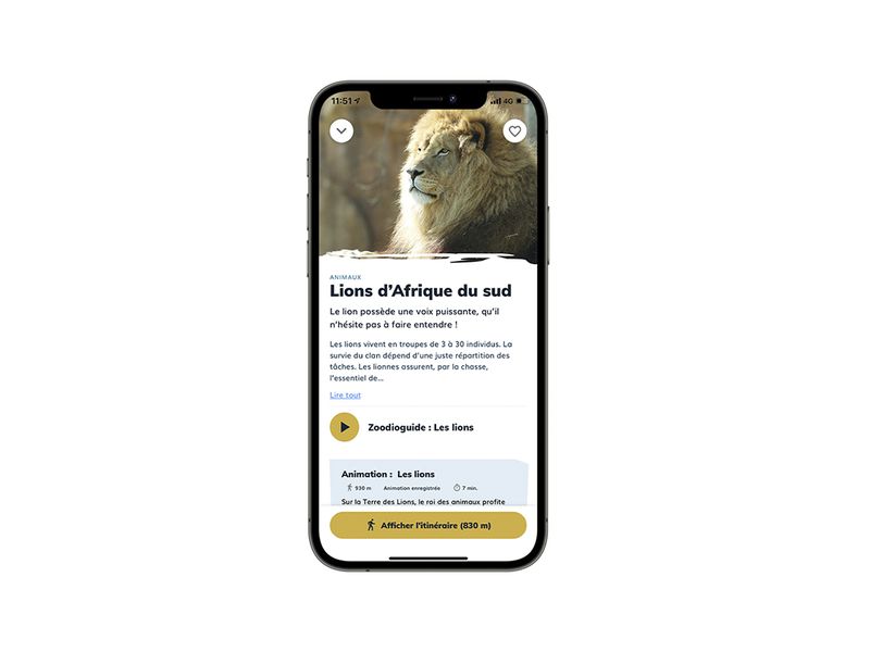 Fiche espèce lion d'Afrique - Application mobile du ZooParc de Beauval