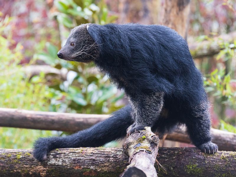Binturong - Animaux extraordinaires du ZooParc