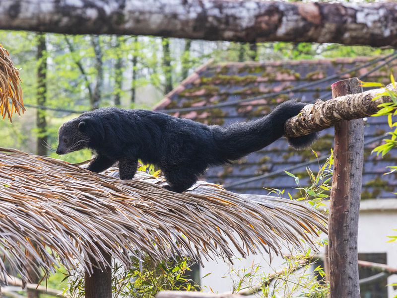 Binturong - Animaux extraordinaires du ZooParc