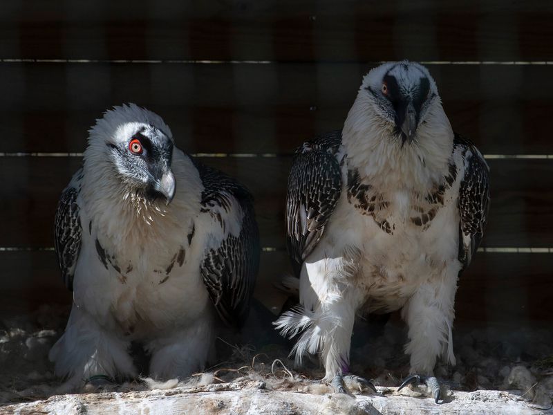 Gypaètes barbu - Animaux extraordinaires du ZooParc