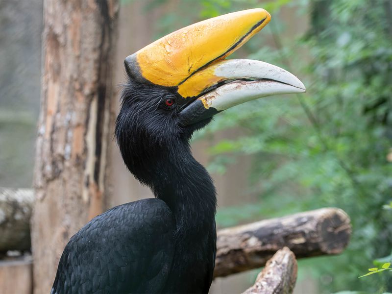Calao rhinocéros - Animaux extraordinaires du ZooParc