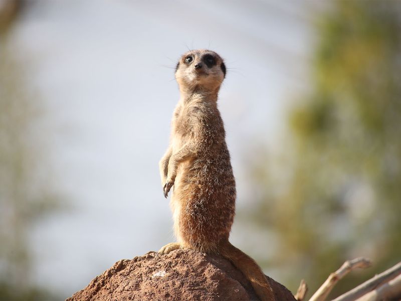 Suricate - Animaux extraordinaires du ZooParc