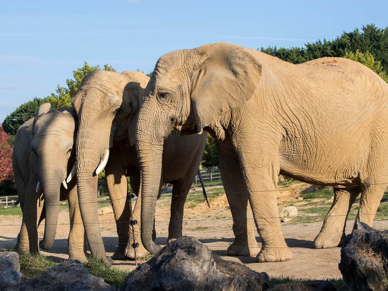 Éléphants d'Afrique - Animaux extraordinaires du ZooParc