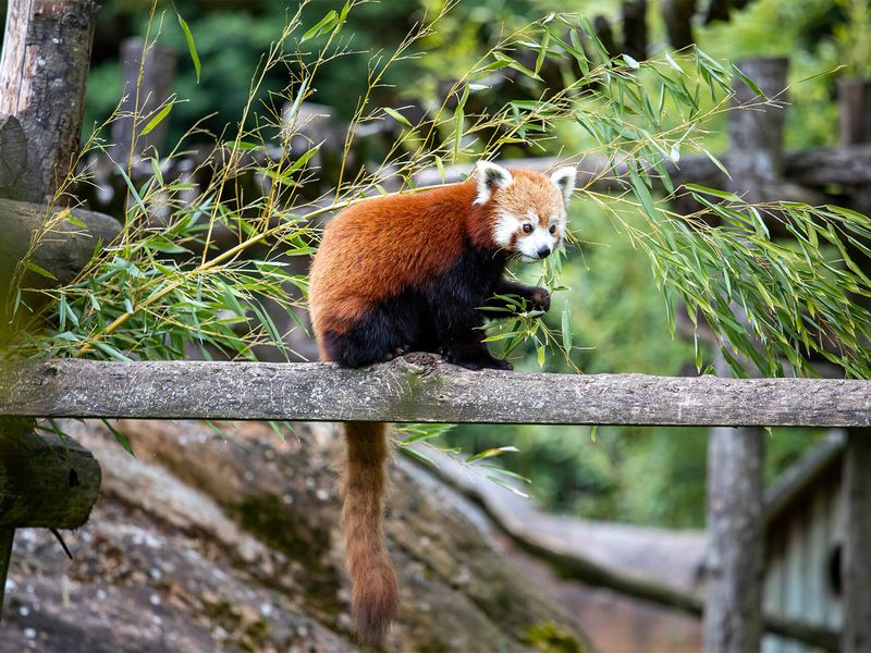 Panda roux - Animaux extraordinaires du ZooParc
