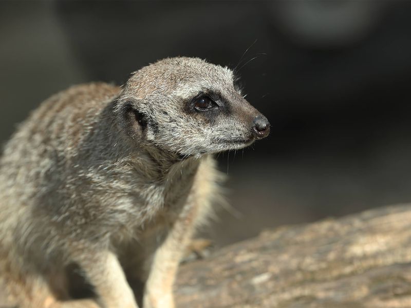 Suricate - Animaux extraordinaires du ZooParc