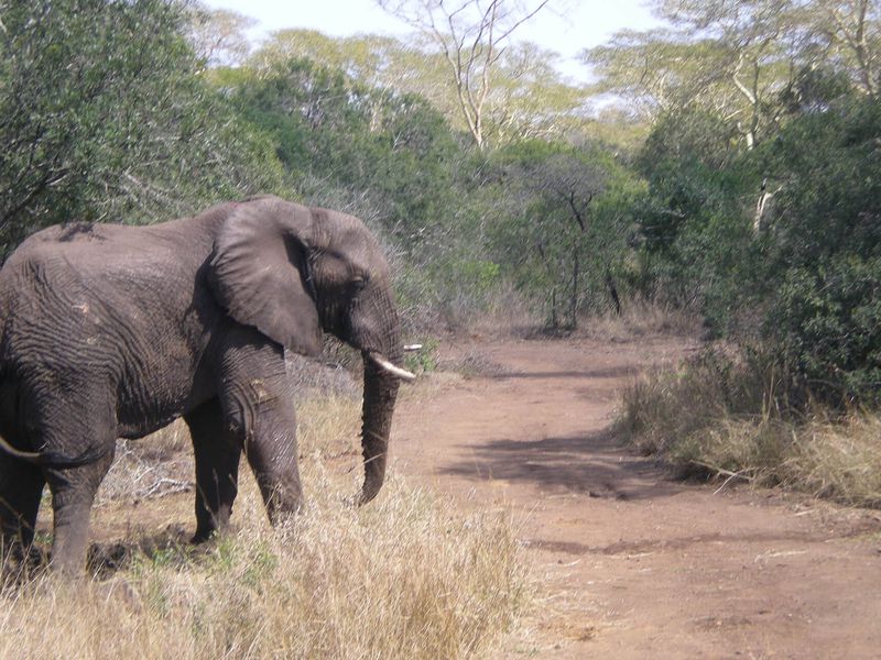 Éléphant d'Afrique - Animaux extraordinaires du ZooParc