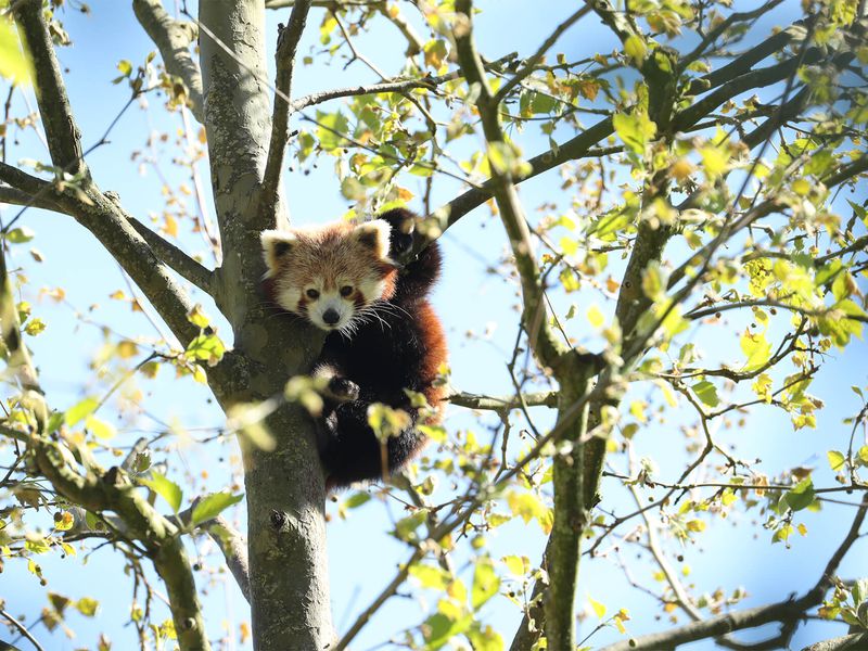 Panda roux - Animaux extraordinaires du ZooParc