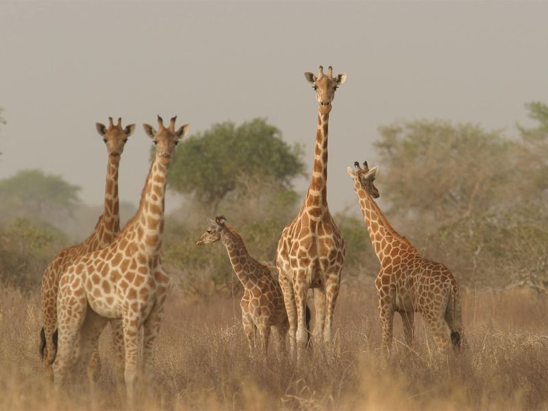 Girafes réticulées - Animaux extraordinaires du ZooParc