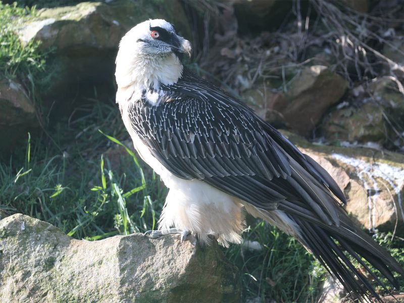 Gypaète barbu - Animaux extraordinaires du ZooParc