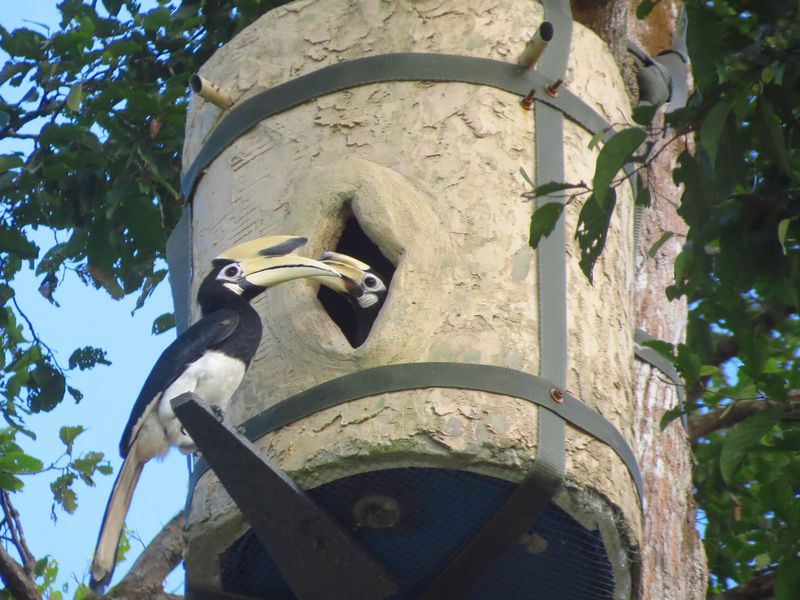 Calao rhinocéros - Animaux extraordinaires du ZooParc