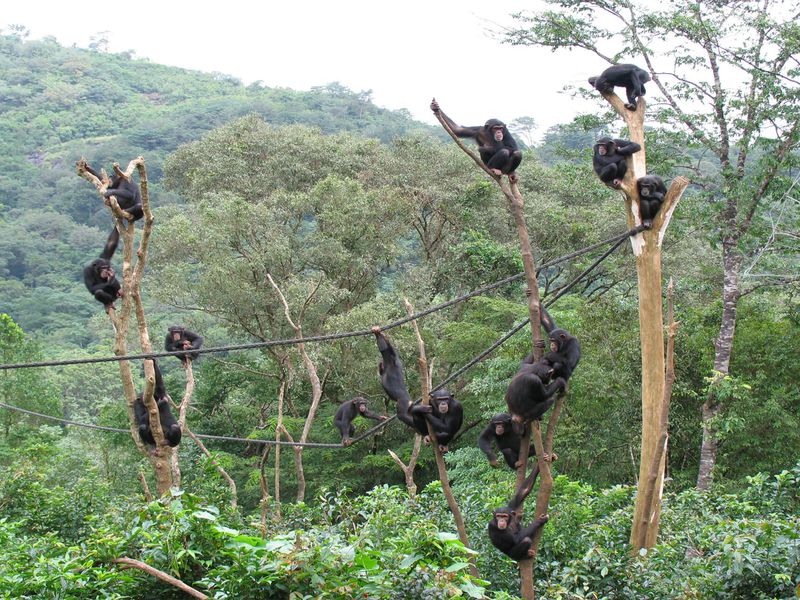 Chimpanzés - Animaux extraordinaires du ZooParc