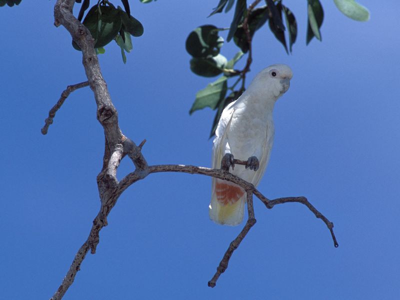 Cacatoès des Philippines - Beauval Nature - ZooParc de Beauval