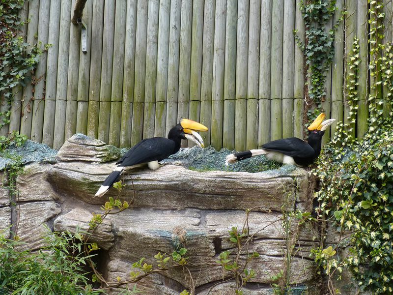 Calao rhinocéros - Animaux extraordinaires du ZooParc