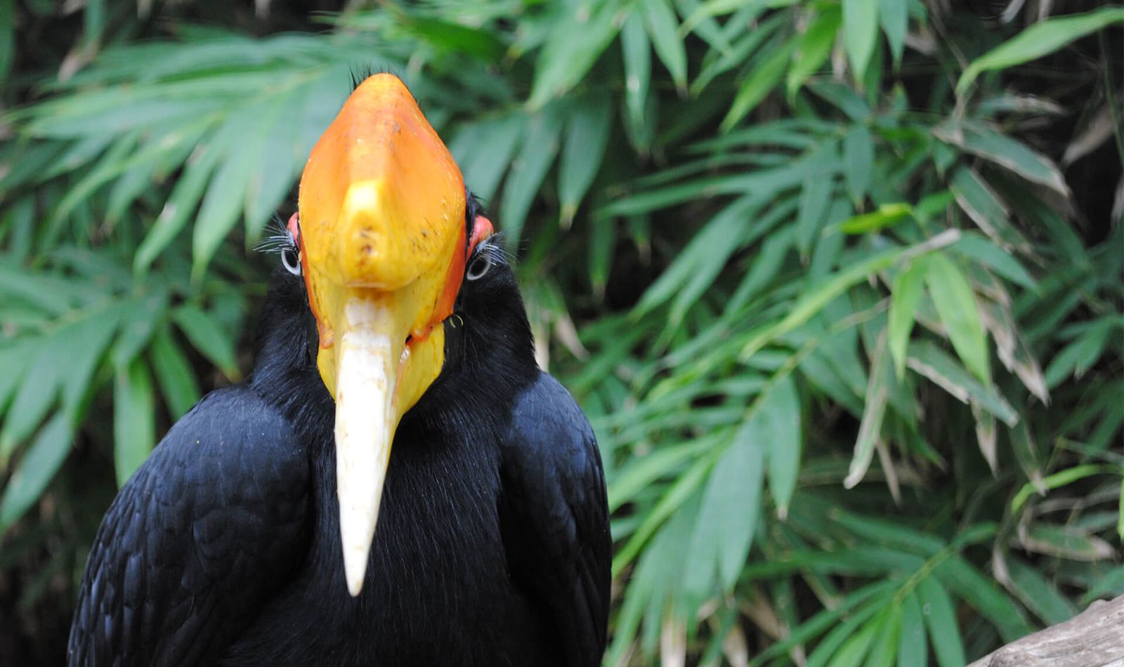 Calao rhinocéros - Animaux extraordinaires du ZooParc