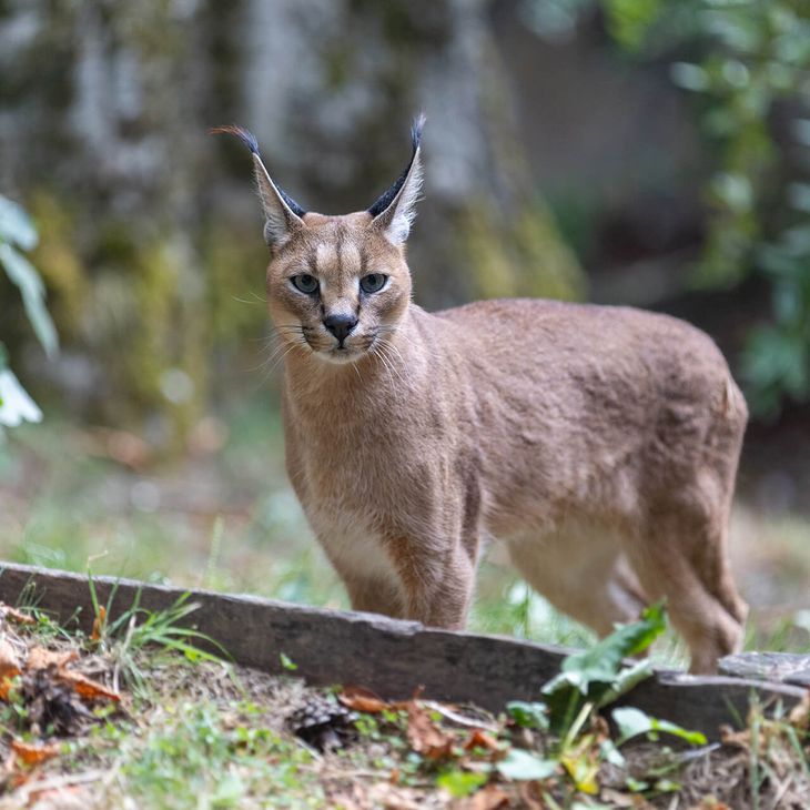 Caracal - Animaux extraordinaires du ZooParc