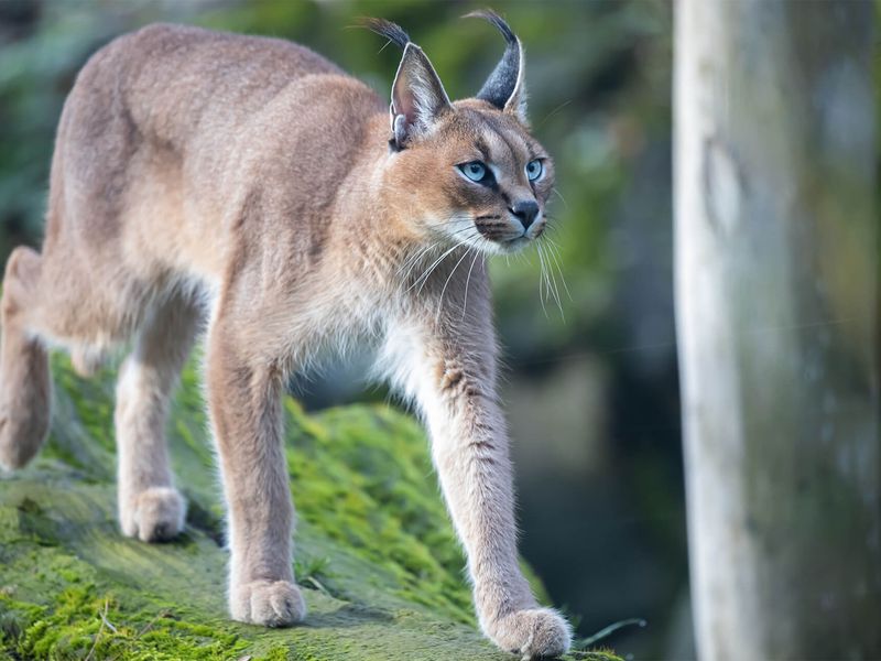 Caracal - Animaux extraordinaires du ZooParc