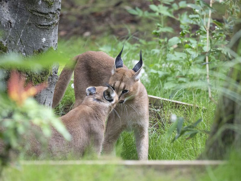 Caracal - Animaux extraordinaires du ZooParc