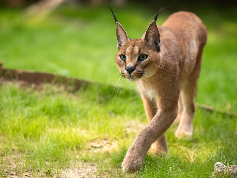 Caracal - Animaux extraordinaires du ZooParc