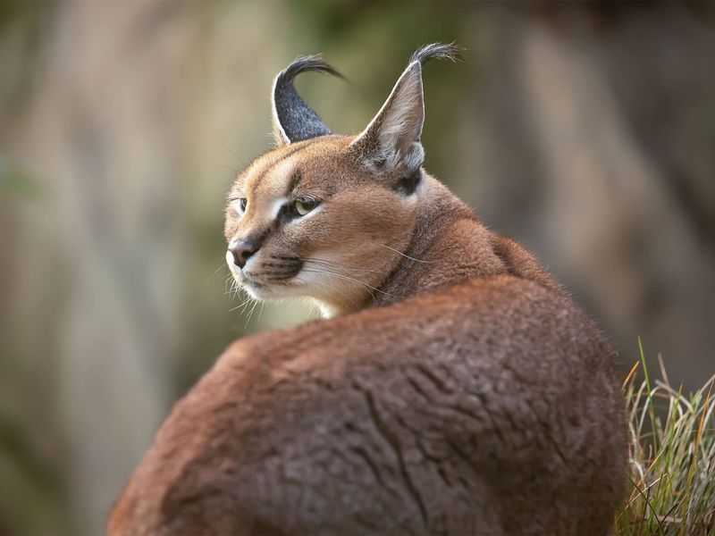 Caracal - Animaux extraordinaires du ZooParc