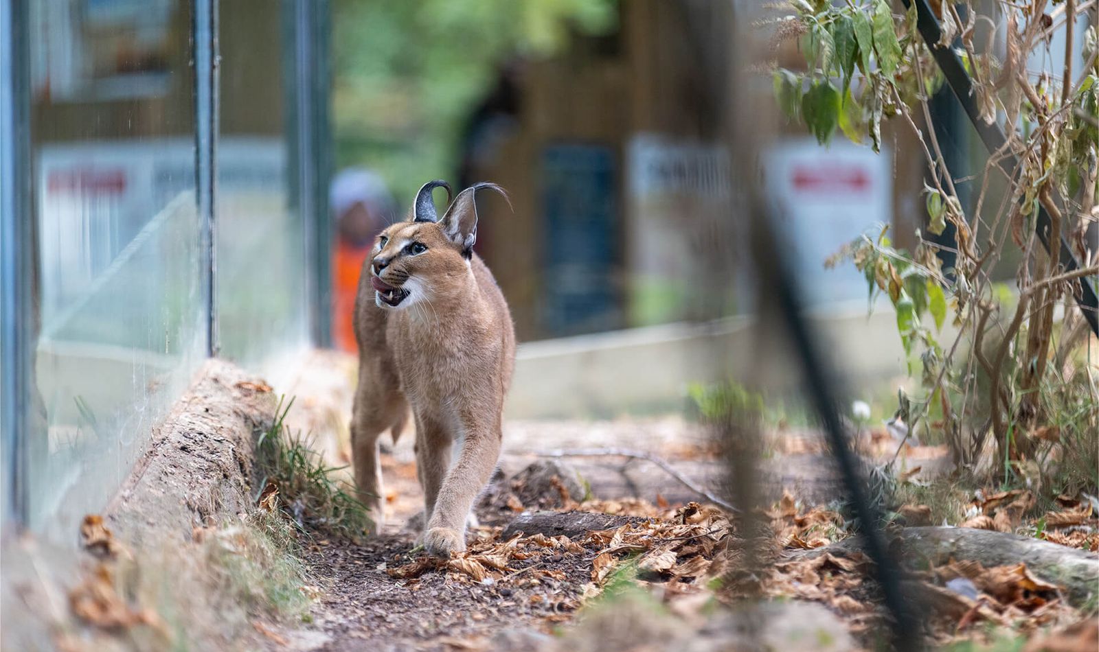 Caracal - Animaux extraordinaires du ZooParc