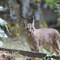 Caracals