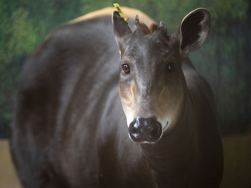 Céphalophe - Les animaux de La Plaine des Éléphants - ZooParc de Beauval